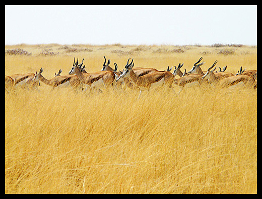 springboks